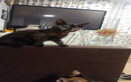 Mixed Breed cats for sale: Cute kittens - Image 6