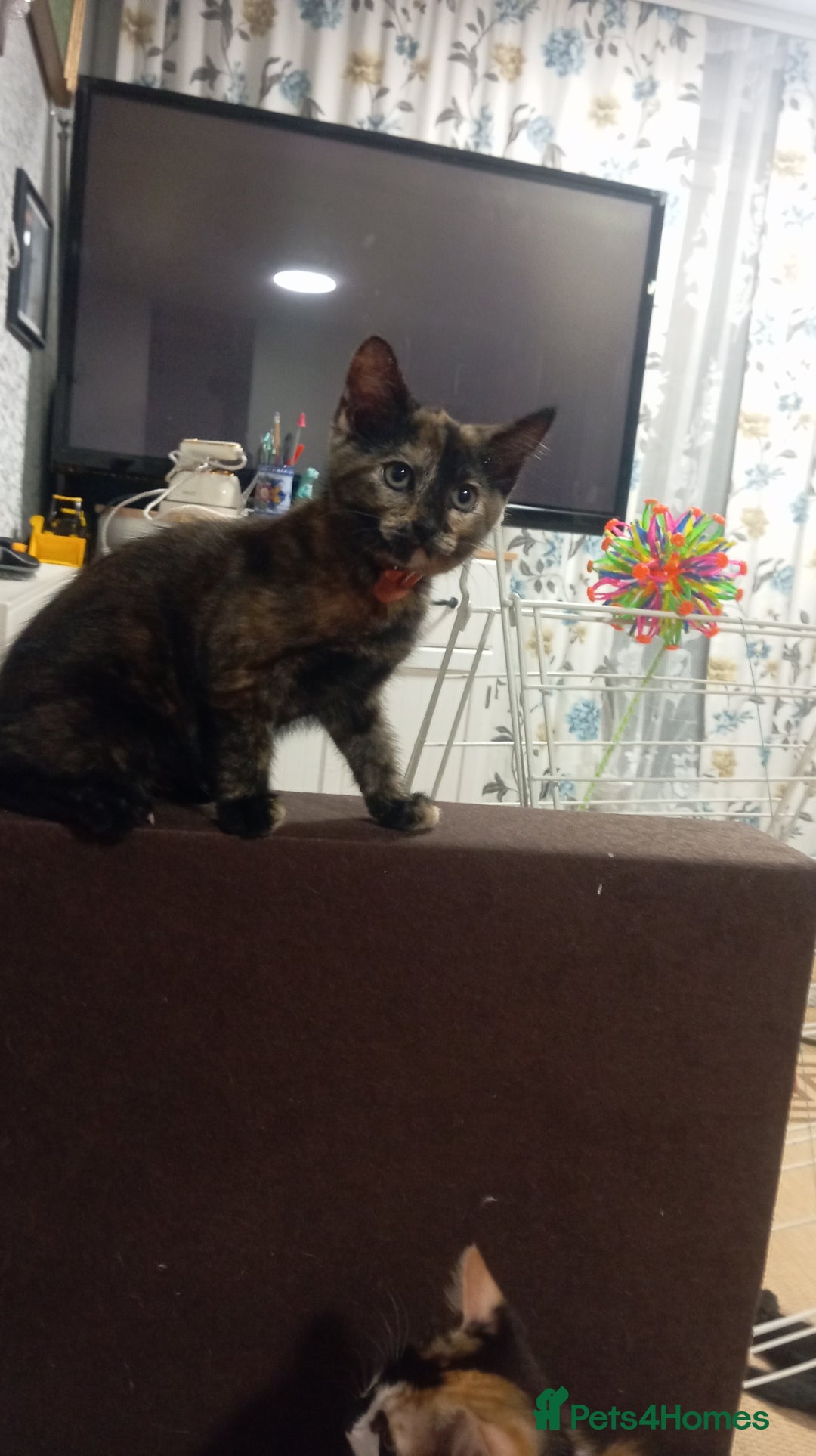 Mixed Breed cats for sale: Cute kittens - Image 6