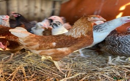 Chickens poultry for sale: POL Hybrid Chickens  - Image 5