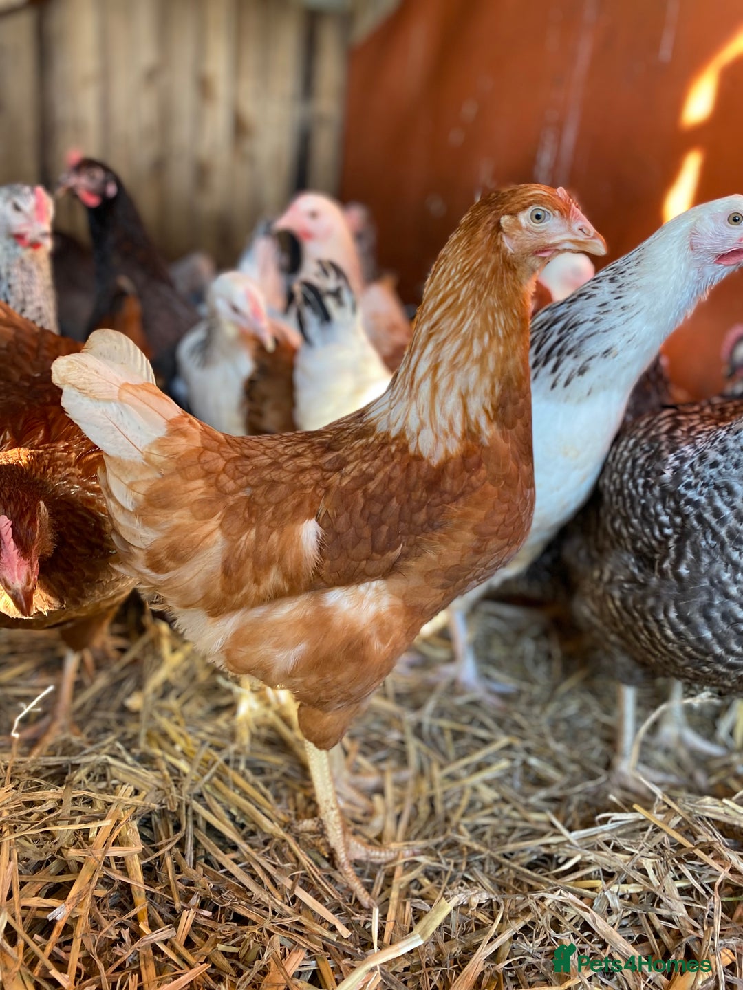 Chickens poultry for sale: POL Hybrid Chickens  - Image 5