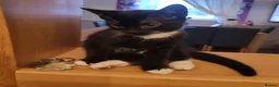 Mixed Breed cats for sale: Kittens for sale  in Gloucester - Advert 2