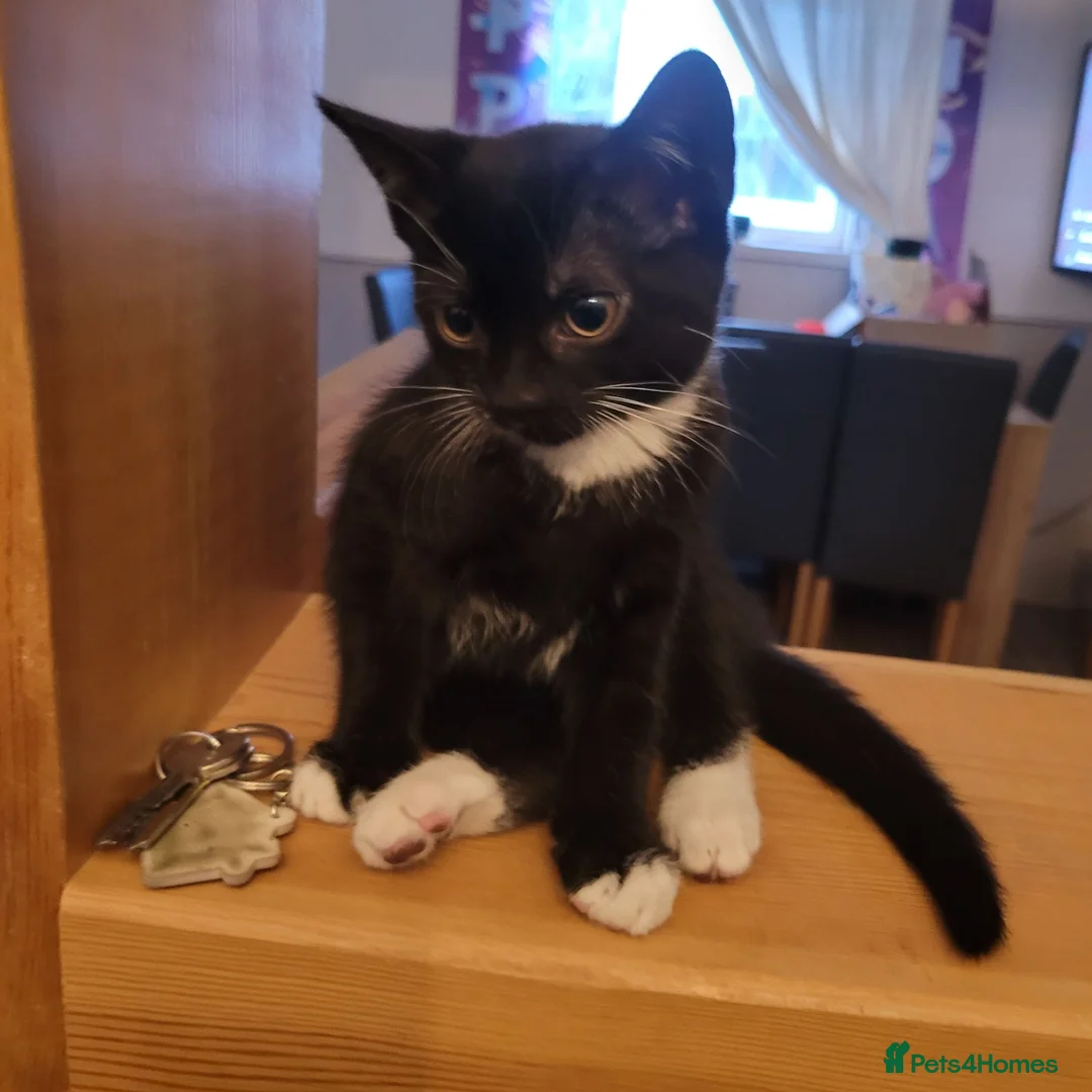 Mixed Breed cats for sale: Kittens for sale  in Gloucester - Advert 2