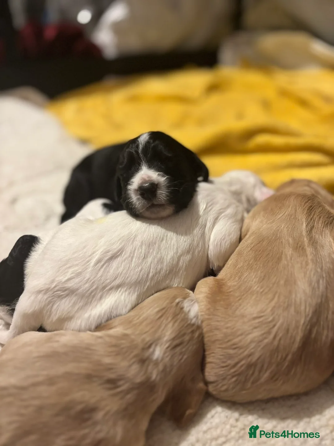 Cocker Spaniel dogs for sale: Working cocker spaniel puppies - Advert 9