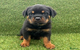 Rottweiler dogs for sale: 🏆Ready to go! By N.1 Stud in the UK METAL!!🏆 - Image 29