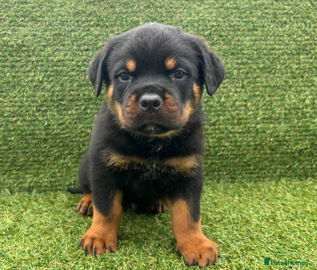 Rottweiler dogs for sale: 🏆Ready to go! By N.1 Stud in the UK METAL!!🏆 - Image 29