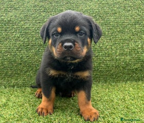 Rottweiler Puppy 1