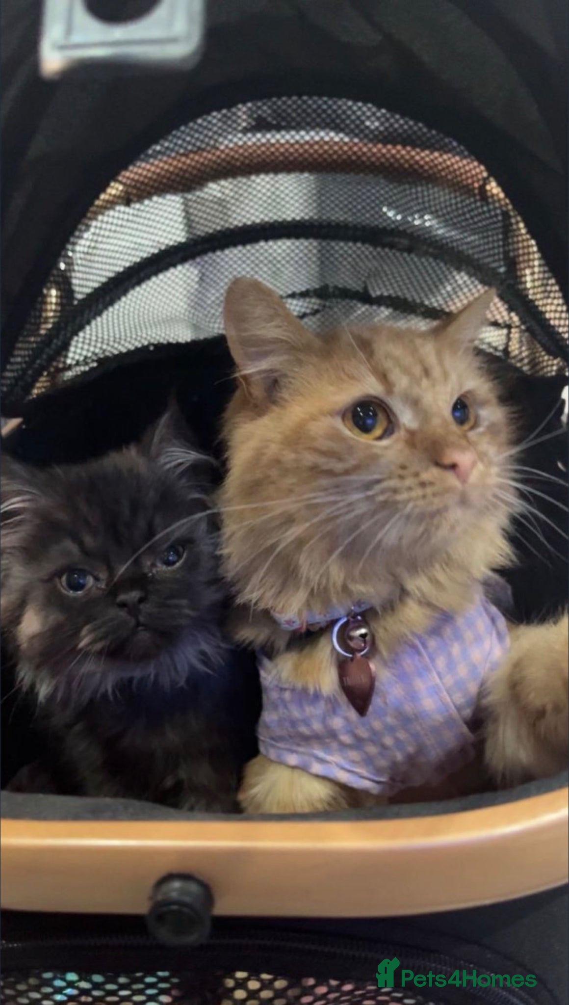 Perdoll cats Persian x Turkish Angora - Advert 1