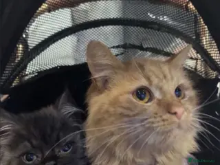 Perdoll cats Persian x Turkish Angora - Advert 20