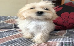 Maltipoo dogs for sale: maltipoo puppies for sale  - Image 11