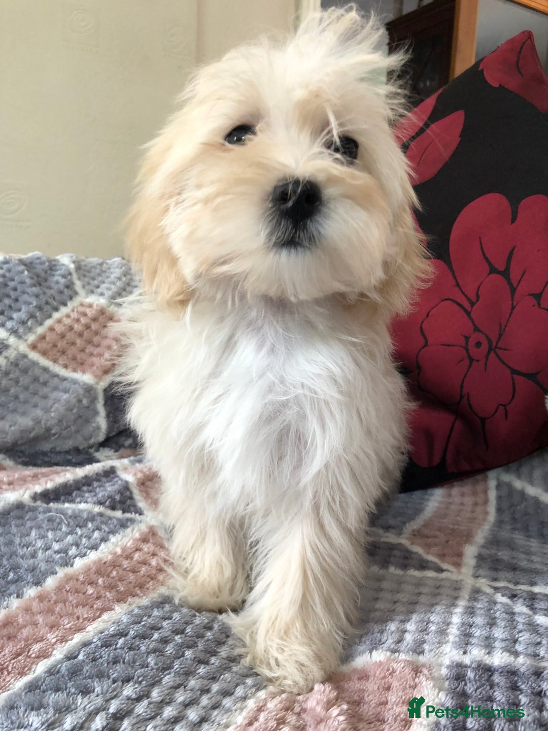 Maltipoo dogs for sale: maltipoo puppies for sale  - Image 11