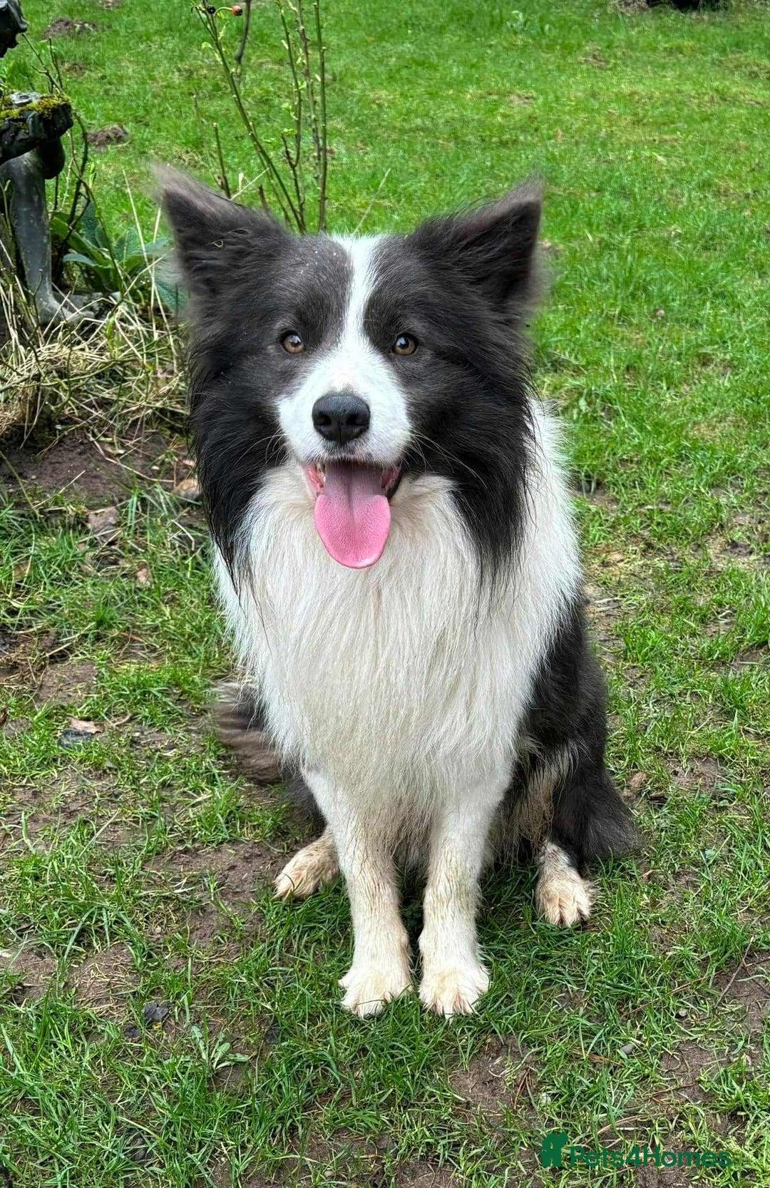 Border Collie dogs for sale: Stunning Border Collie Puppies - Image 15