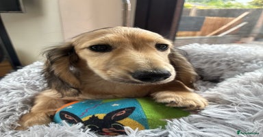 Miniature Dachshund dogs - Advert 2