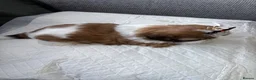 Shih Tzu dogs for sale: Shih Tzu  in Glasgow - Advert 6