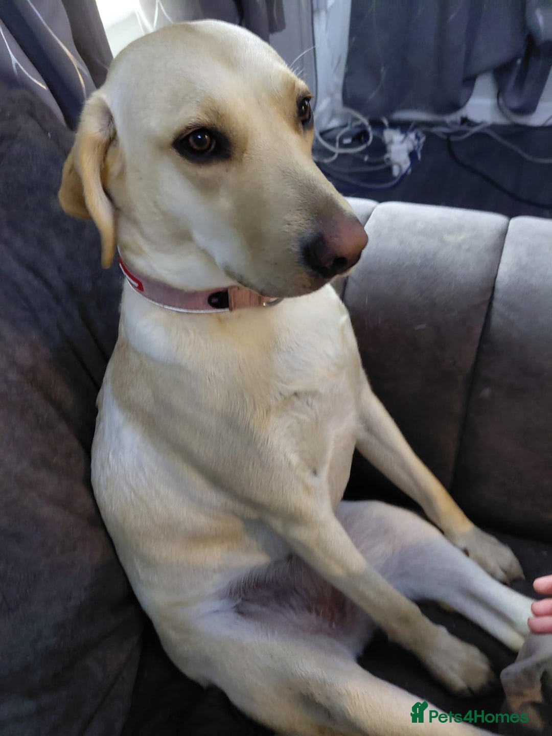 Golden Retriever dogs for sale: Year old golden labrador - Image 4