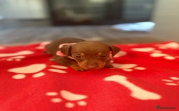 Miniature Dachshund dogs for sale: 5 playful miniature dachshund - Image 6