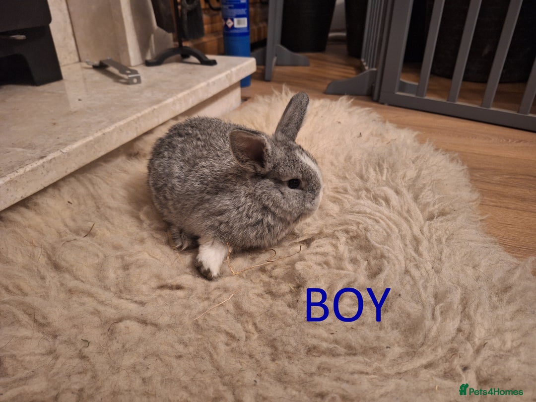 Mixed Breed rabbits for sale: 4 Beautiful minilop/lop baby rabbits 1 boy 3 girls - Advert 4