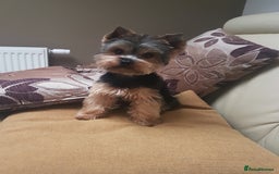 Yorkshire Terrier dogs for stud: Stud available- Miniature Yorkshire Terrier - Image 9