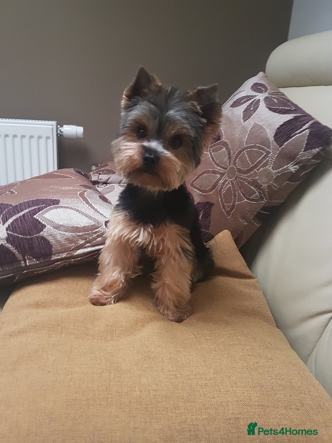 Yorkshire Terrier dogs for stud: Stud available- Miniature Yorkshire Terrier - Image 9
