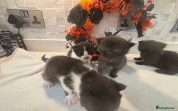 Mixed Breed cats for sale: Mixed British shorthair kittens! 🐈‍⬛  - Image 2