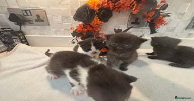 Mixed Breed cats - Advert 10