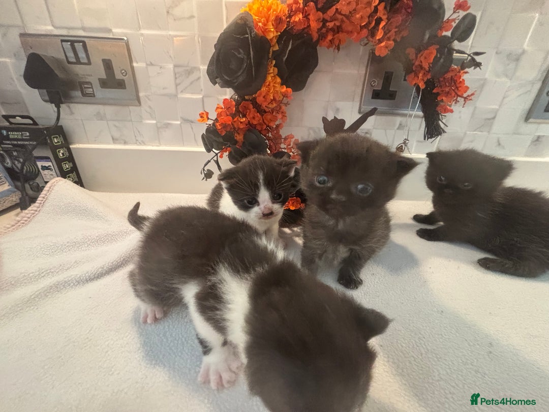 Mixed Breed cats for sale: Mixed British shorthair kittens! 🐈‍⬛  - Image 2