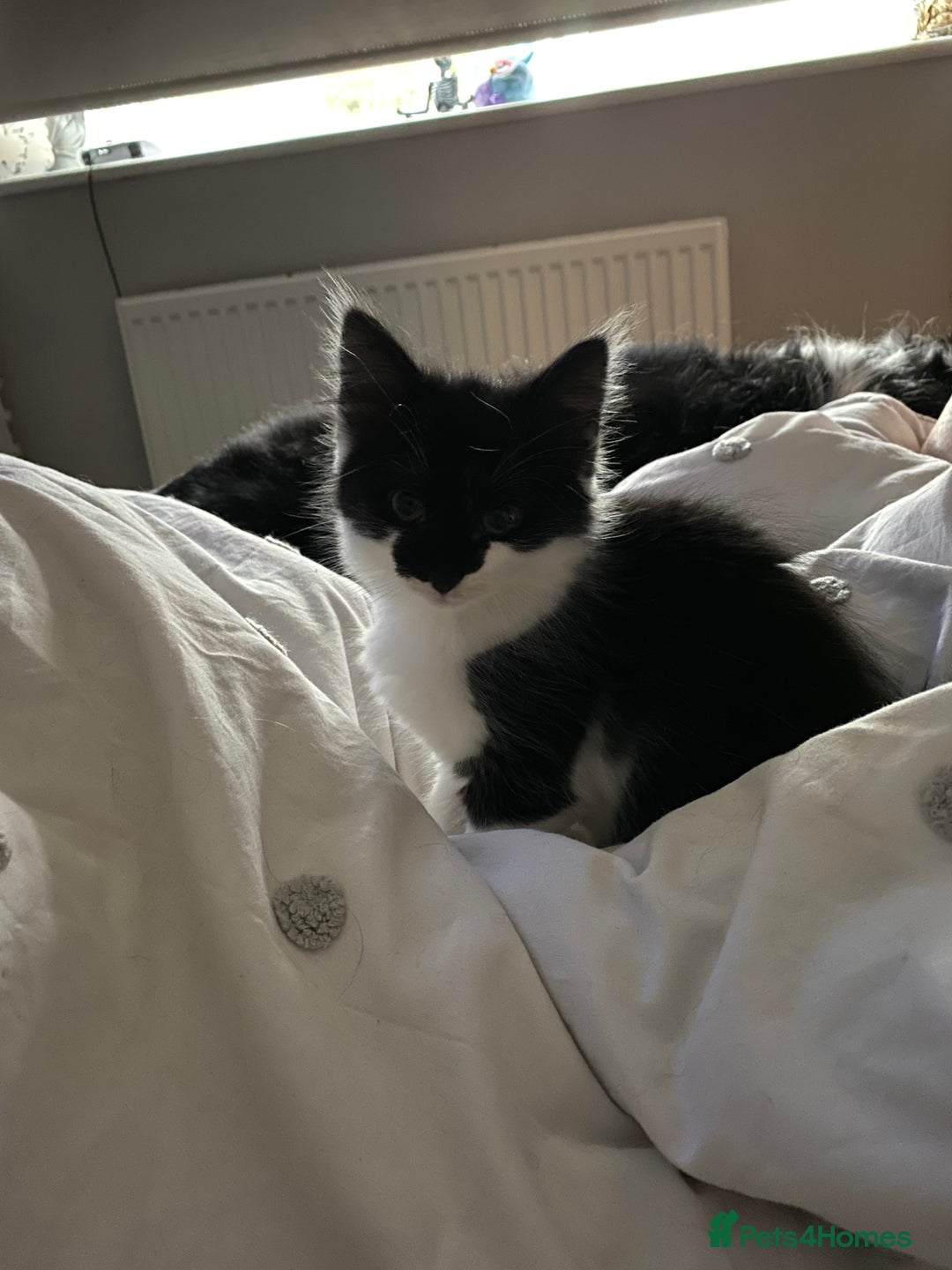 British Longhair cats for sale: Last Baby Girl Left ❤️ - Image 2