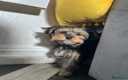 Yorkshire Terrier dogs for sale: Mini Male Yorkshire Terrier  - Image 3