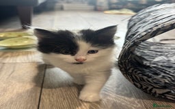 Mixed Breed cats for sale: Kittens  - Image 18