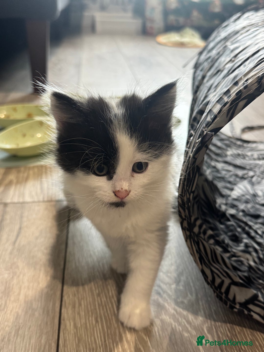Mixed Breed cats for sale: Kittens  - Image 18