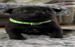 Staffordshire Bull Terrier dogs for sale: Paws Above The Rest  - Image 33