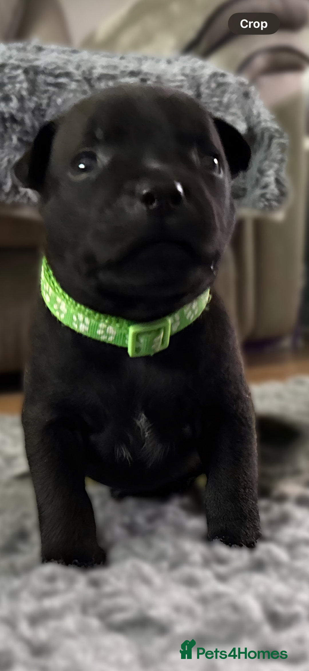 Staffordshire Bull Terrier dogs for sale: Paws Above The Rest  - Image 33