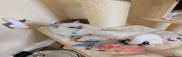 Ragdoll cats for sale: 🏆Tica Registered kittens from EU champion lines🏅 - Advert 14