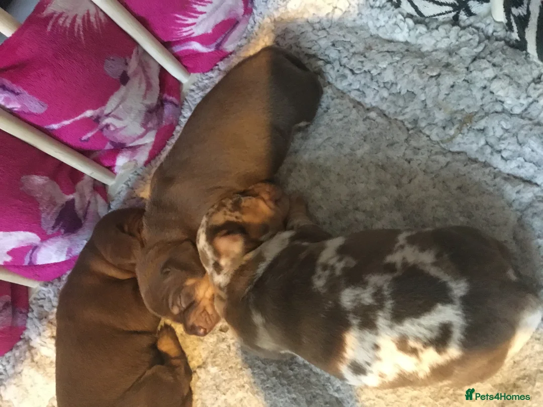 Miniature Dachshund dogs for sale: Stunning kc babies ready to leave ready for  **  in Portsmouth - Advert 16