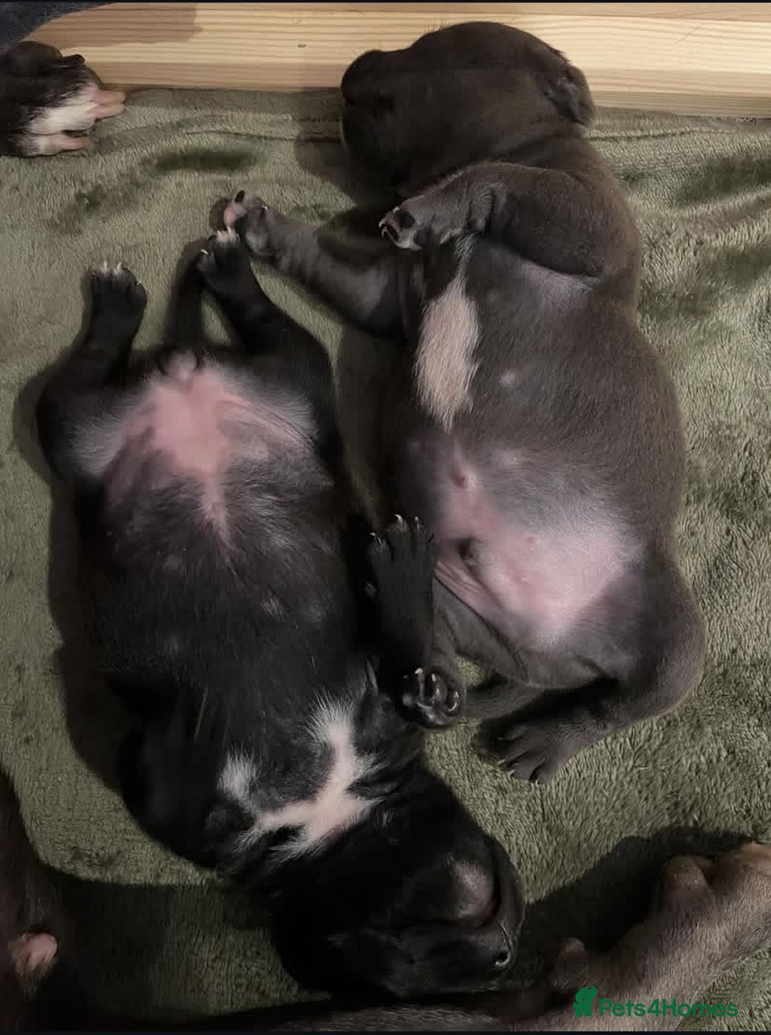 Staffordshire Bull Terrier dogs for sale: Gorgeous Blue&Black Pedigree Staffy’s Puppies  - Advert 9