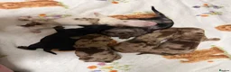 Miniature Dachshund dogs for sale: Long haired dachshund puppies - Advert 2