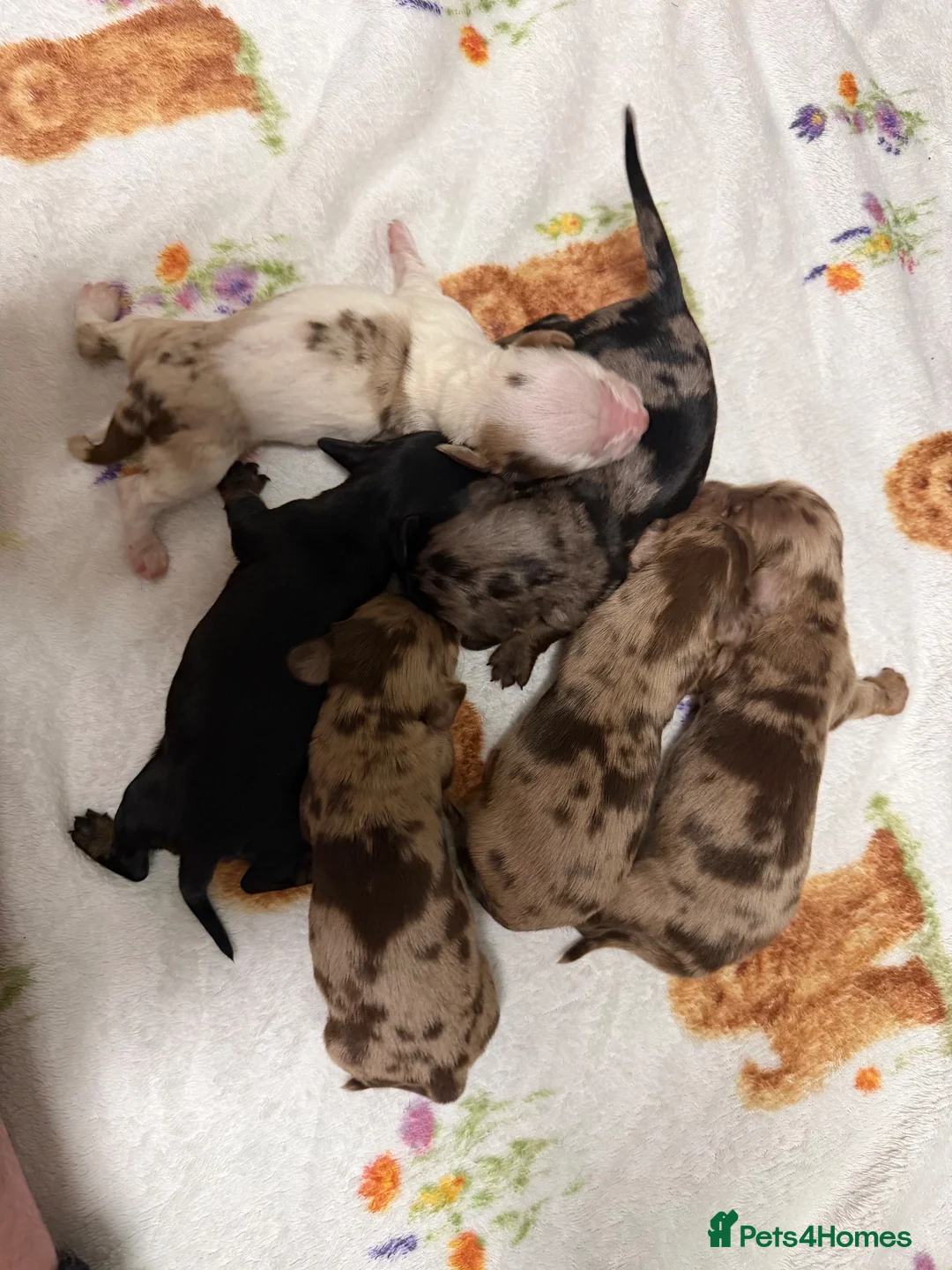 Miniature Dachshund dogs for sale: Long haired dachshund puppies - Advert 2
