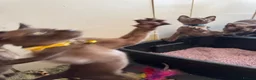 Burmese cats for sale: Burmese Kittens For Sale - Advert 17