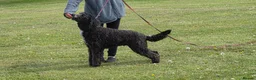 Bernedoodle dogs for sale: Lovely Bernedoodle boy - Advert 3