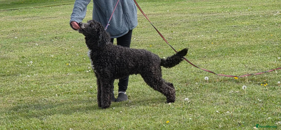 Bernedoodle dogs for sale: Lovely Bernedoodle boy - Advert 3