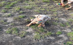 Dobermann dogs for sale: Outstanding Dobermann Puppies 5* licensed breeder - Image 12