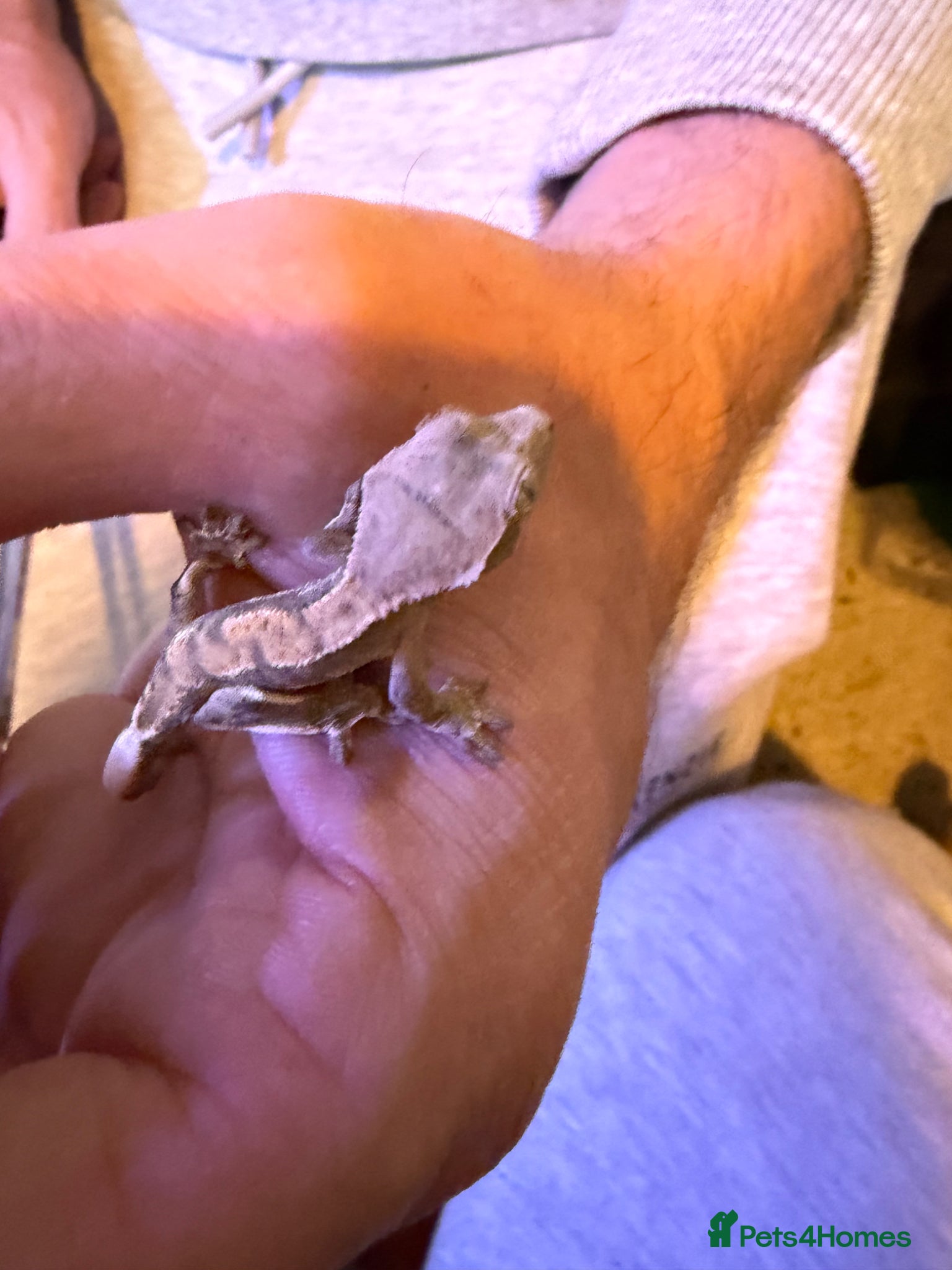 Gecko reptiles Baby crestie gekos  - Advert 2