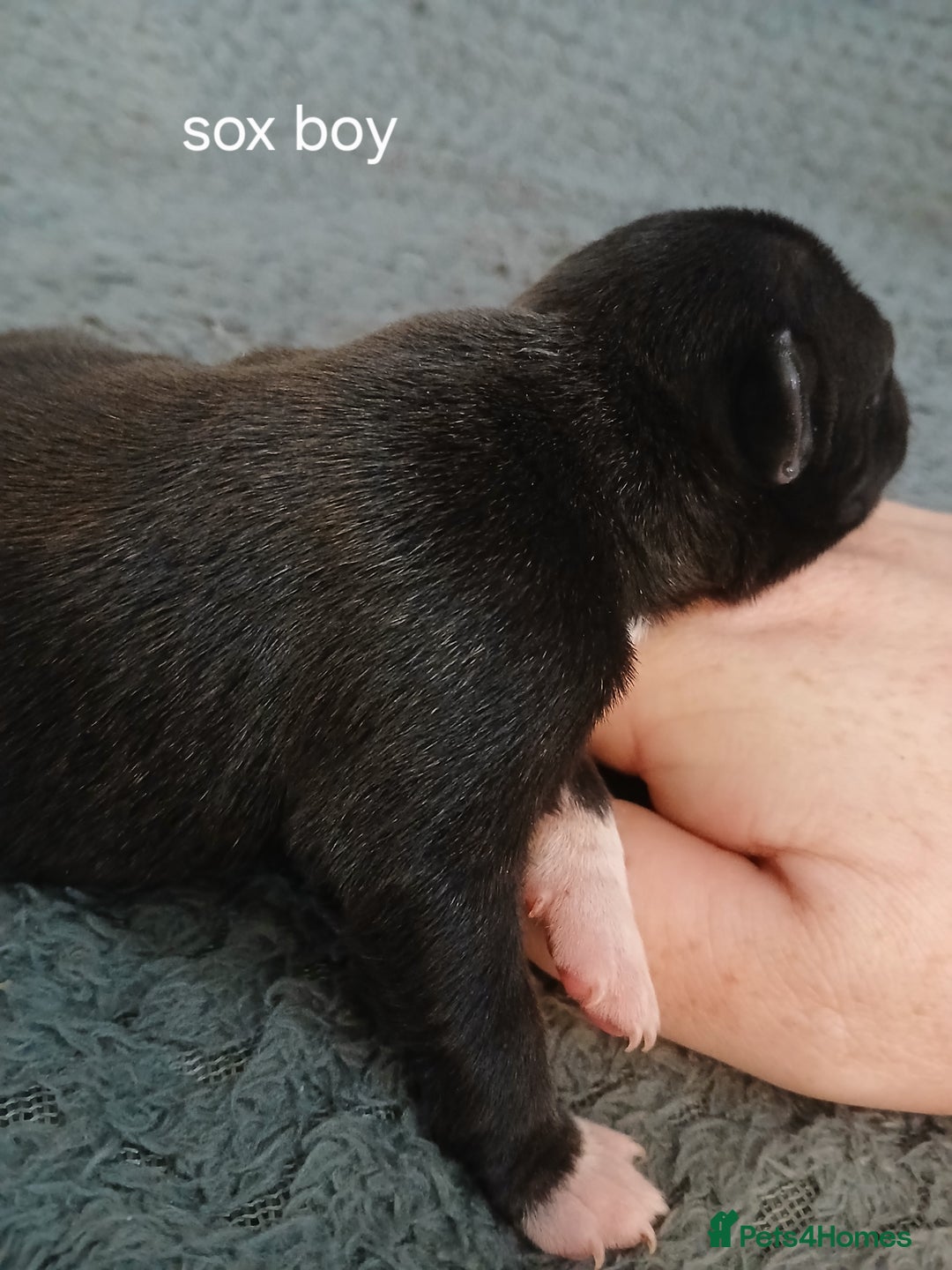 Staffordshire Bull Terrier dogs for sale: Staffordshire bull terrier pups  - Advert 5