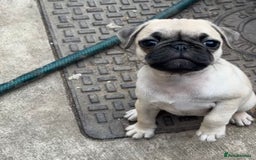 Pug dogs for sale: pug puppies ready 4 in Redcar - Image 13