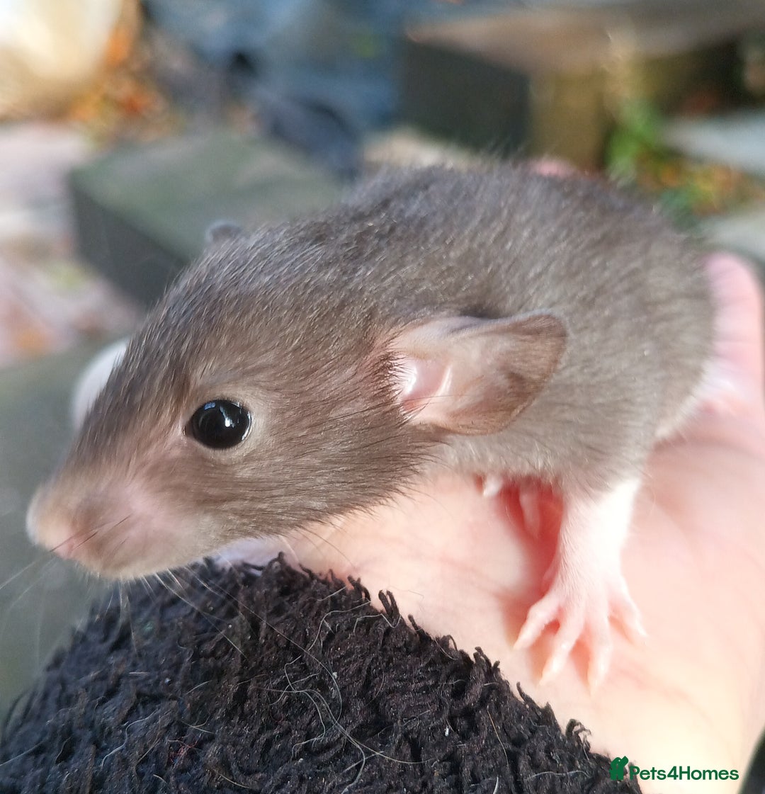 Rat rodents for sale: Baby rats - standard and dwarf  - Image 4