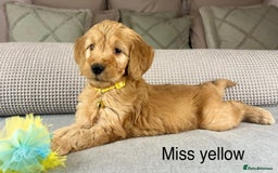 Goldendoodle dogs for sale: Hereditary clear mum. Fully hip elbow and DNA Dad. - Image 4