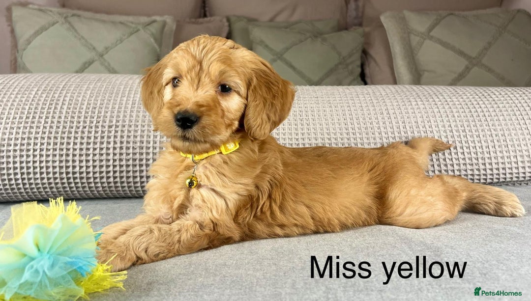 Goldendoodle dogs for sale: Hereditary clear mum. Fully hip elbow and DNA Dad. - Image 4