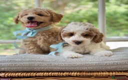 Mixed Breed dogs for sale: Teddy bear puppies - Image 8