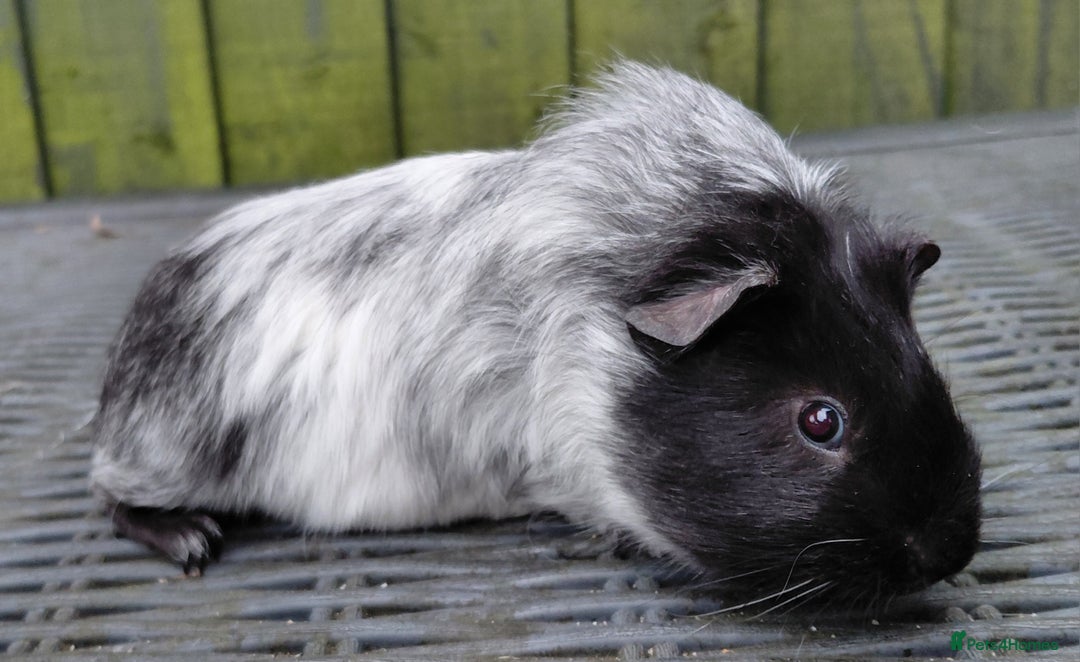 Guinea Pig rodents for sale: 3 male baby piggies for sale - Advert 10