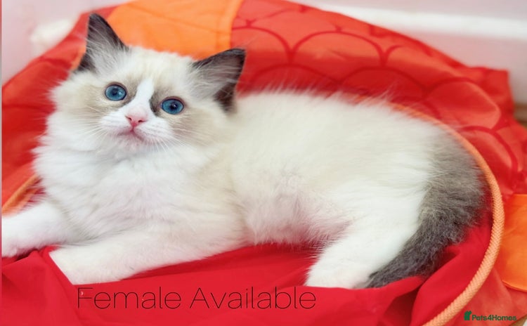 Ragdoll cats - Advert 16