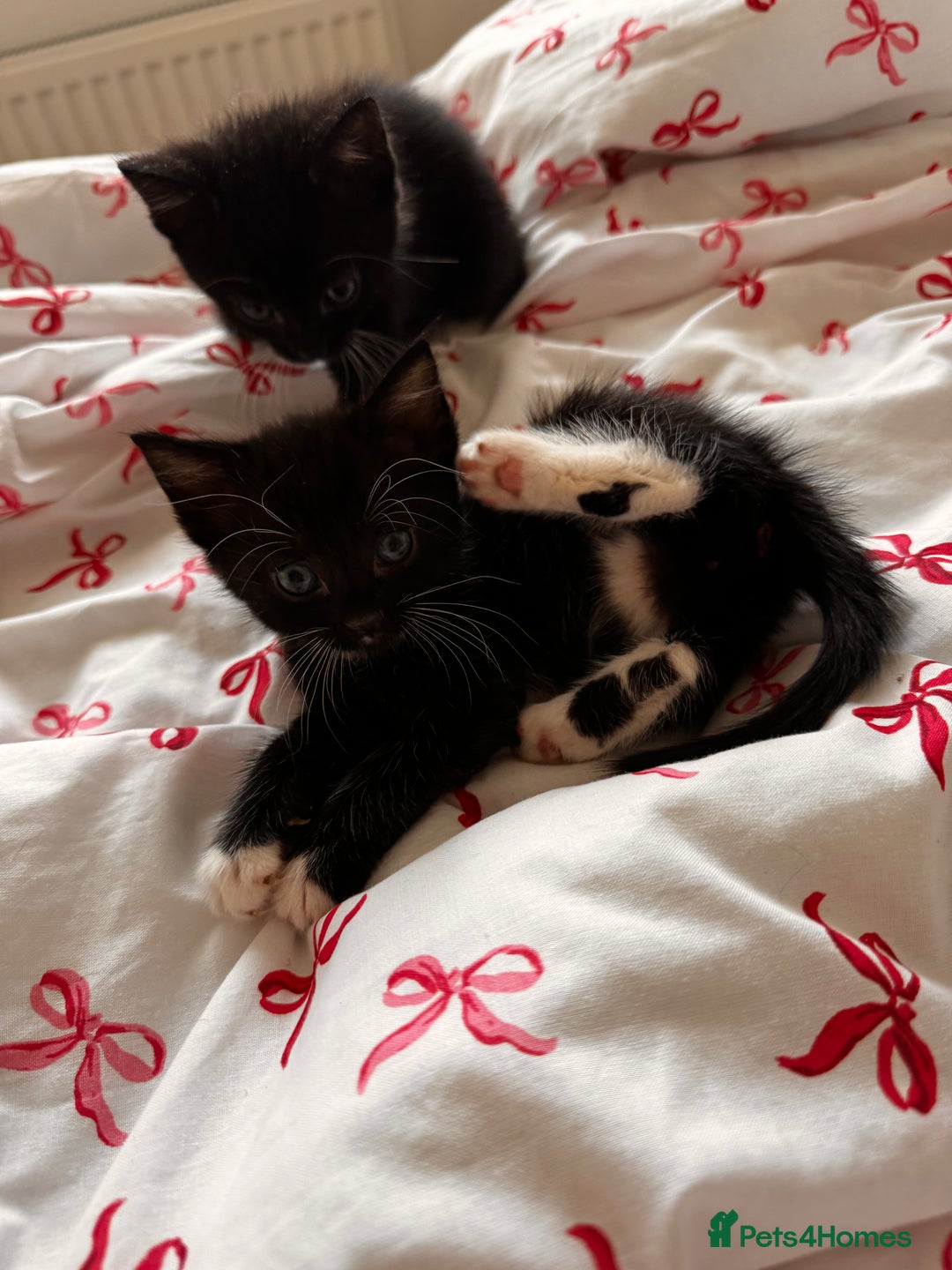 Domestic Shorthair cats for sale: 5x kittens  - Image 6
